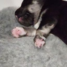 Finnish Lapphund Puppies from Tulikettu Kennel