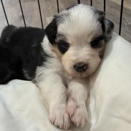Sage - Blue merle female Australian Shepherd puppy in Bennington, Oklahoma from Hang tight Aussie co