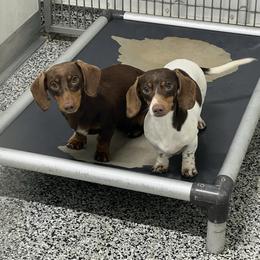Millie - Dachshund