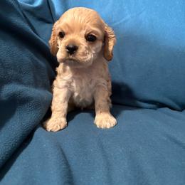 Summer buff girl - Buff female Cocker Spaniel puppy in Wittmann, Arizona from Amore’s Cockers