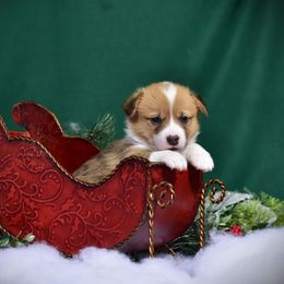 Boy 1 - Pembroke Welsh Corgi puppy in Gig Harbor, Washington from Pacific Northwest Pembroke Welsh Corgis