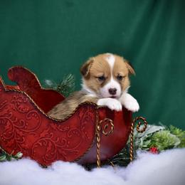 Boy 1 - Pembroke Welsh Corgi puppy in Gig Harbor, Washington from Pacific Northwest Pembroke Welsh Corgis