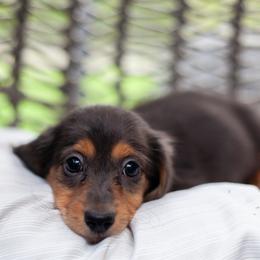 Arthur - Black and tan male Dachshund puppy in Perry, Florida from EntityDachs