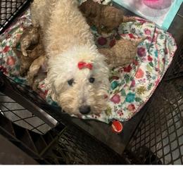 Retta - Poodle