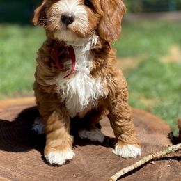 Australian Labradoodle Puppies from Cascade Canyon Labradoodles