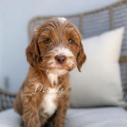 Anakin - Apricot male Goldendoodle puppy in Gilbert, Arizona from Doodle Bliss