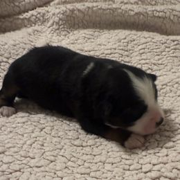 Skunky - Black tri female Toy Australian Shepherd puppy in Caddo Mills, Texas from R & W Aussies