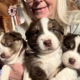 Miniature American Shepherd Puppies from Tempus Fugit