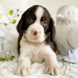English Springer Spaniels from Saintly Springer Spaniels
