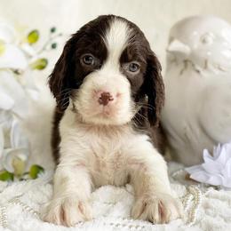 English Springer Spaniels from Saintly Springer Spaniels