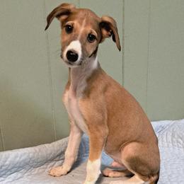 Boy 4 - male Greyhound puppy in Steamboat Rock, Iowa from River Valley Canines