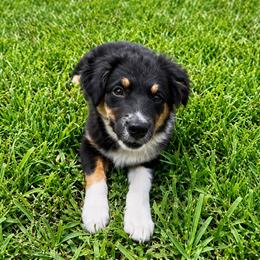 Daphne - Black tri female Miniature Australian Shepherd puppy in Macomb, Missouri from Show Me MO Aussies