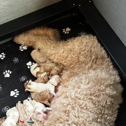Bernedoodle, Cockapoo, and Goldendoodle Puppies from Avery Doodle Day LLC