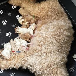 Bernedoodle, Cockapoo, and Goldendoodle Puppies from Avery Doodle Day LLC