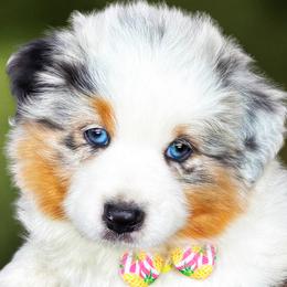 Miss Dolly - Blue merle female Australian Shepherd puppy in Paola, Kansas from Tiz Ranch