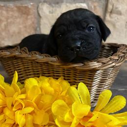 Teal collar - Black brindle female Cane Corso puppy in Tucson, Arizona from Cane Corso Friends