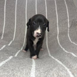 Winston - White and black male Italian Greyhound puppy in Haywood, Kentucky from Kentucky Greyhounds