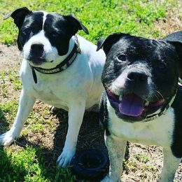 Staffordshire Bull Terriers from Bullwark Staffordshire Bull Terriers