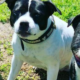Staffordshire Bull Terriers from Bullwark Staffordshire Bull Terriers
