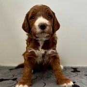 Major - Red male Irish Doodle puppy in Pottstown, Pennsylvania from Willow-Be Doodles