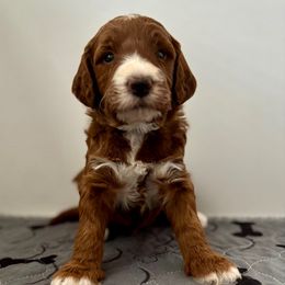 Major - Red male Irish Doodle puppy in Pottstown, Pennsylvania from Willow-Be Doodles