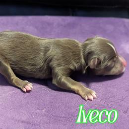 Iveco - Red tri male Toy Australian Shepherd puppy in Mountain Home, Idaho from LJK Boxers & Toy Aussies