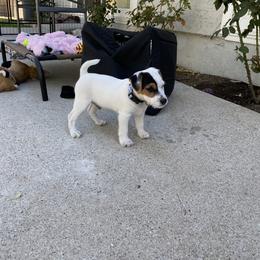 Jack Russell Terrier Puppies from Fair Dinkum Jack Russell Terriers