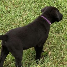 Chesapeake Bay Retrievers and Labrador Retrievers from Cordrays Raise-N-Hell Kennels