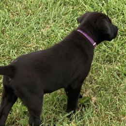 Chesapeake Bay Retrievers and Labrador Retrievers from Cordrays Raise-N-Hell Kennels