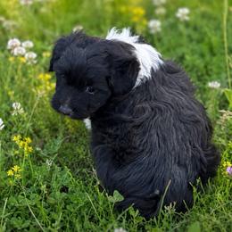 Boy - White and black male Bordoodle puppy in Junction, Utah from Sugar Doodles