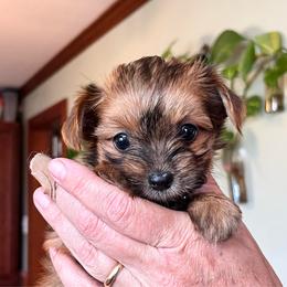 Remi's little Sable girl - Liver female Yorkshire Terrier puppy in Hardeeville, South Carolina from Pups of the Lowcountry
