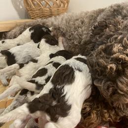 Girl 1 - White Lagotto Romagnolo puppy in Hendersonville, North Carolina from Wild Goods Lagotti