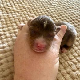 Boy2 - Red tri-color male Miniature American Shepherd puppy in Gatesville, Texas from Southern Promise Aussie’s