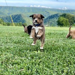 Bernedoodle Puppies from Bundren Farms