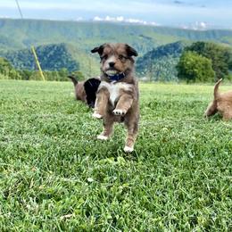 Bernedoodle Puppies from Bundren Farms