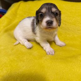 Izzie - Dapple female Dachshund puppy in Avinger, Texas from Lone Star Longhair Dachshunds