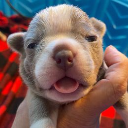 MIMOSA - Seal and white Boston Terrier puppy in Anderson, South Carolina from Lola’s House of Bostons & Rescue