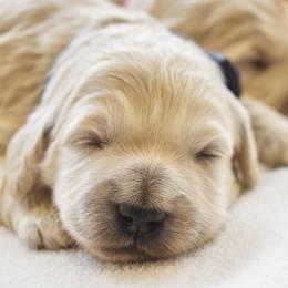 Waffles (blue boy) - Cream male Goldendoodle puppy in Loveland, Ohio from Timberidge Goldendoodles