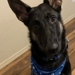 German Shepherds from Dewald German Shepherds