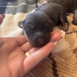 Girl 3 - Cream female Dachshund puppy in Cottonwood, Arizona from JuniperWood Dachshunds