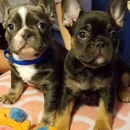 French Bulldogs from Hidden Creek French Bulldogs