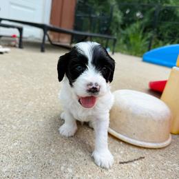 Bobbi - Black male Australian Labradoodle puppy in Wamego, Kansas from Doodles of Oz