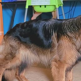 German Shepherds from Celtic Kennels