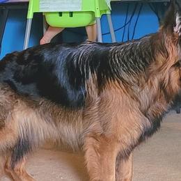 German Shepherds from Celtic Kennels