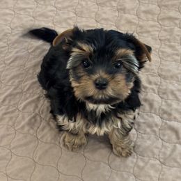 Kara - Blue and gold female Yorkshire Terrier puppy in Portland, Oregon from Bohemian Beauty Yorkshire Terrier