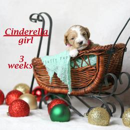 Cinderella (Pink Collar) girl - Apricot female Goldendoodle puppy in Corona, California from Fluffy Puppy Mini Doodles LLC