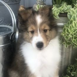 Girl 2 - Shetland Sheepdog puppy in Knoxville, Illinois from Jo-C's Shelties