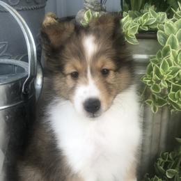 Girl 2 - Shetland Sheepdog puppy in Knoxville, Illinois from Jo-C's Shelties
