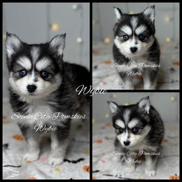Wybie - Black and white male Pomsky puppy in Rossville, Georgia from Scenic City Pomskies