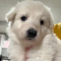 Boy 9 - White male German Shepherd puppy in Valley Springs, South Dakota from Von Pasch German Shepherds